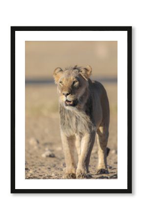 Close portrait of a lion in the Kalahari Desert as seen on safari