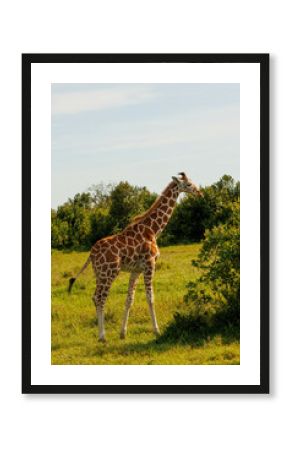 Giraffe eating in Kenya