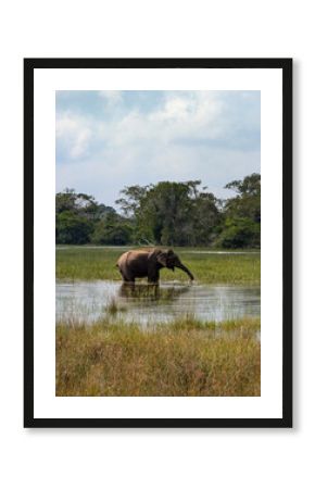 Male Sri Lankan Asian elephant feeding on aquatic plants in lake of water on wildlife safari in Wilpattu National Park Sri Lanka