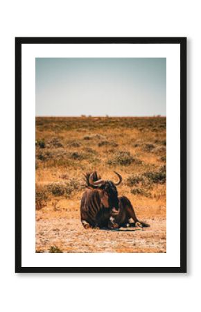 wildebeest in the desert