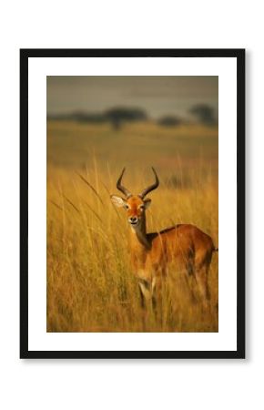 A dear capture in a woods