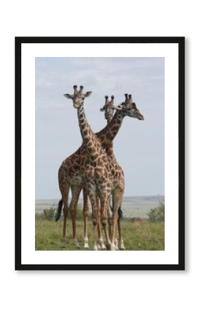 Three reticulated giraffes.