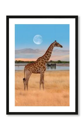 giraffe walking in the savannah
