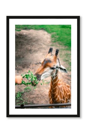 giraffe eating grass