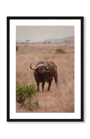 African buffalo