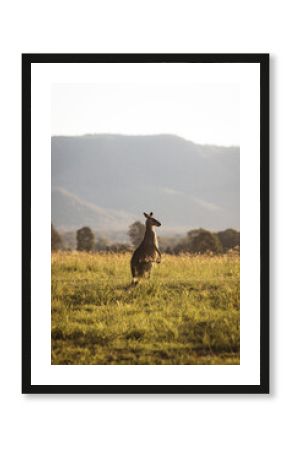Kangaroos in field at sunset