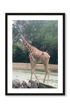 giraffe in the zoo