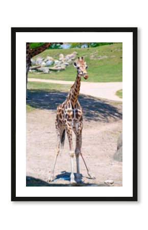 giraffe in the zoo