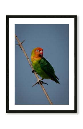 Lilian lovebird on thin branch turning head