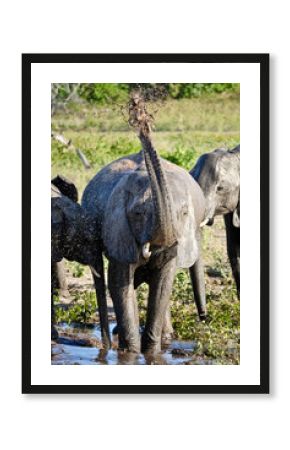 Elephant sprays water on its back