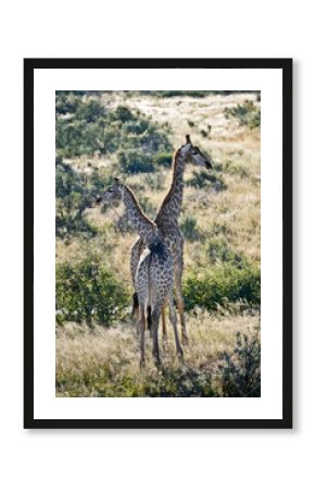 A pair of giraffes in the savannah