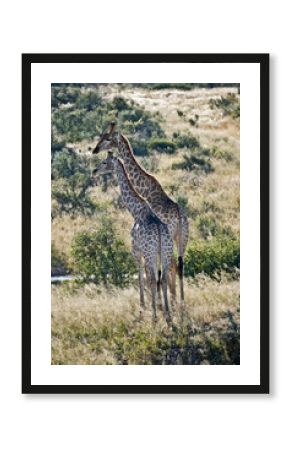 A pair of giraffes in the savannah