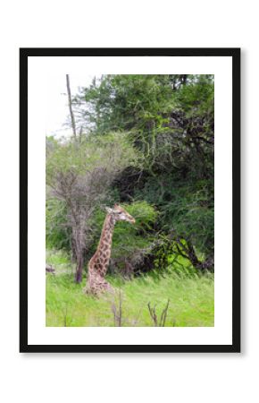 Giraffe in the Kruger National Park, South Africa