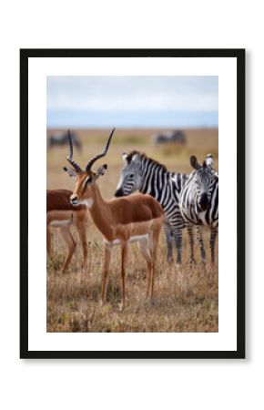 Antelopes and zebras in Kenya