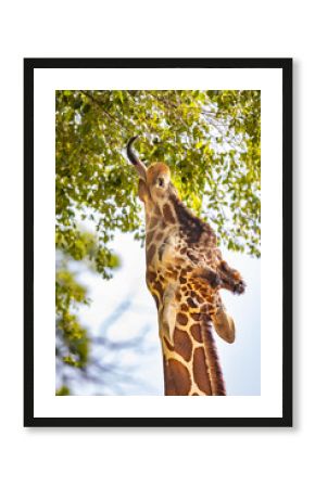 Close-Up of an Adult Giraffe Eating Leaves with Its Long Tongue