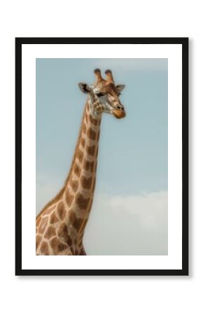 giraffe
