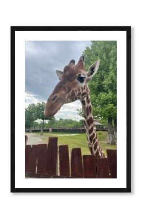 giraffe in the zoo