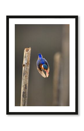 Malachite kingfisher dives backlit off bamboo post