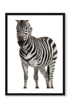 zebra isolated on white background