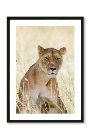 Majestic Lioness in Grasslands