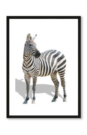 zebra isolated on transparent background, wildlife animal