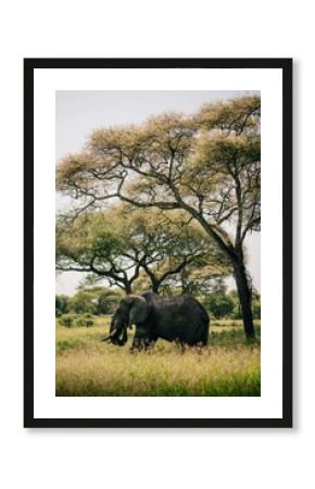 wildebeest in serengeti tanzania africa