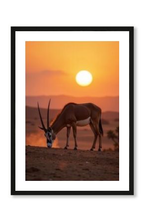 Arabian Oryx grazing in the desert at sunrise, arid landscape, wildlife, desert