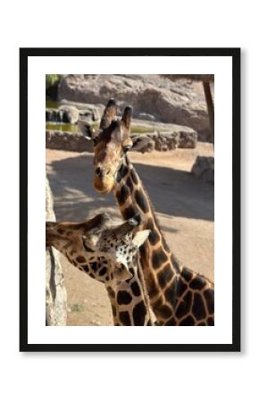 giraffe in zoo