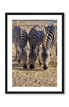 A close-up view of three zebras standing side by side and eating hay. Their striped patterns create a striking visual effect in the warm natural light.