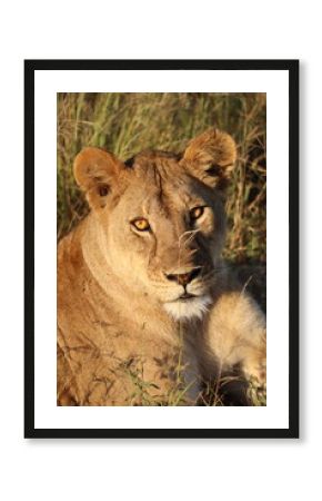 Lionne