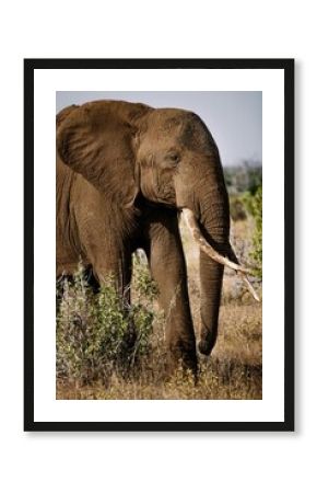 Discover the magic of the animal kingdom, captured in unique and vibrant images.