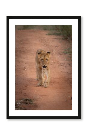 Jeune lion marchant dans la savane
