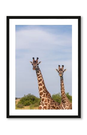 Portrait of two Giraffes starring at camera in Serengeti national park, Tanzania