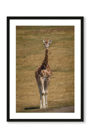 Giraffe (Giraffa camelopardalis) walking