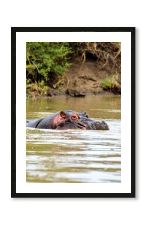 Hippopotamus in river