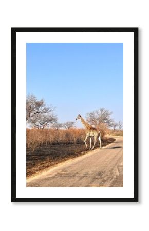Giraffe