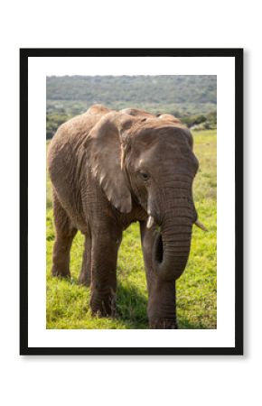 Portrait of wild African elephant in South Africa’s wilderness