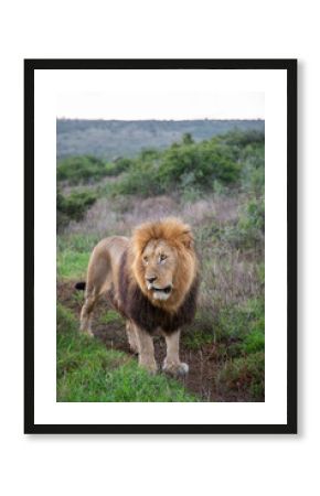 Portrait of a male lion on safari in the Eastern Cape