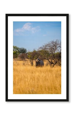 safari in africa