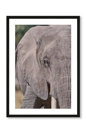 Close-Up of African Elephant’s Face and Tusks, Amboseli National Park