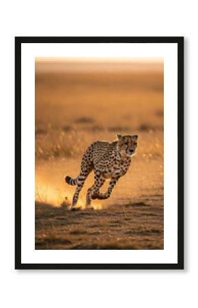 Powerful cheetah sprints across the savanna in golden light, capturing raw speed and wild grace