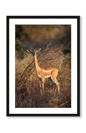 Gerenuk antelope standing in savannah, Kenya
