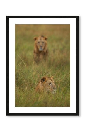 Selective focus on front lion at Masai Mara, Kenya