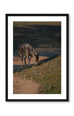 A zebra stands on a grassy slope, its head down as it grazes in the warm light of the late afternoon sun.