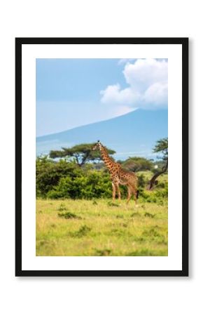 Giraffe in African savanna (1)