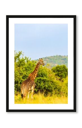 Giraffe in savanna landscape (1)