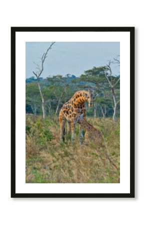 Mother Giraffe Nursing Calf in the African Savanna
