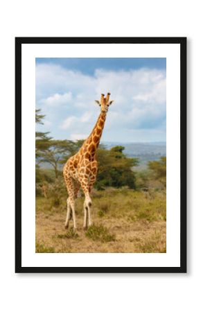 giraffe in the savannah
