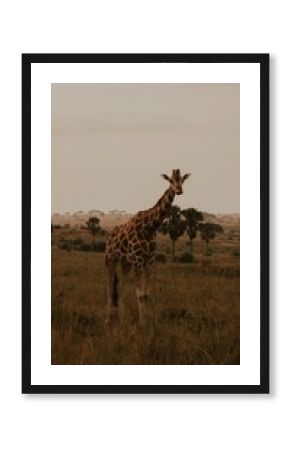 giraffe in the savannah
