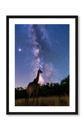 Giraffe silhouette under Milky Way